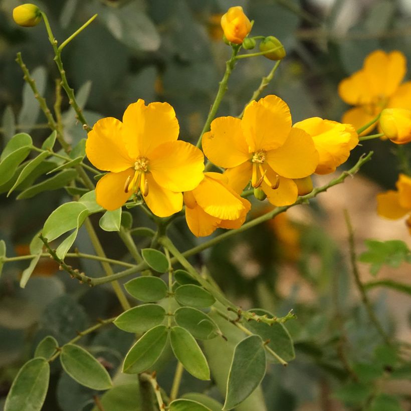Senna corymbosa (Floração)