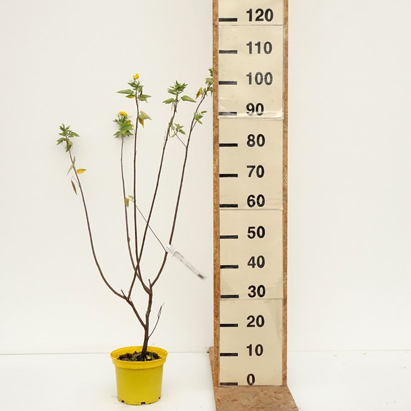 Amostra de Senna corymbosa Vaso de 3 L/4 L tal como entregue no outono