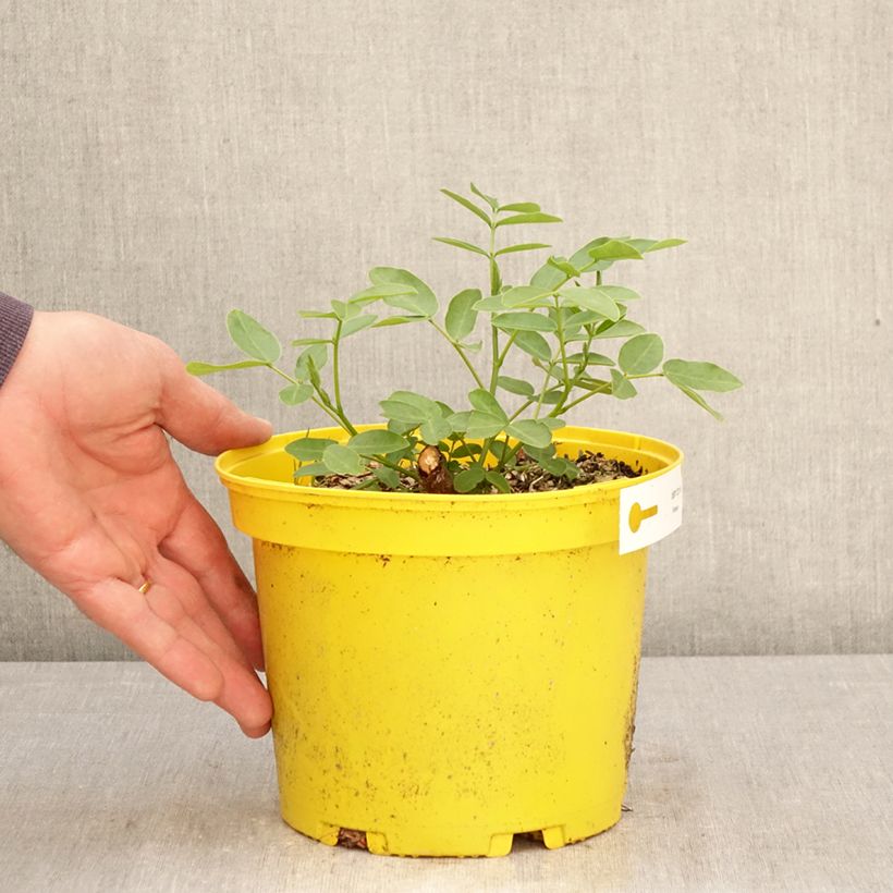 Amostra de Senna corymbosa Vaso de 3 L/4 L tal como entregue na primavera