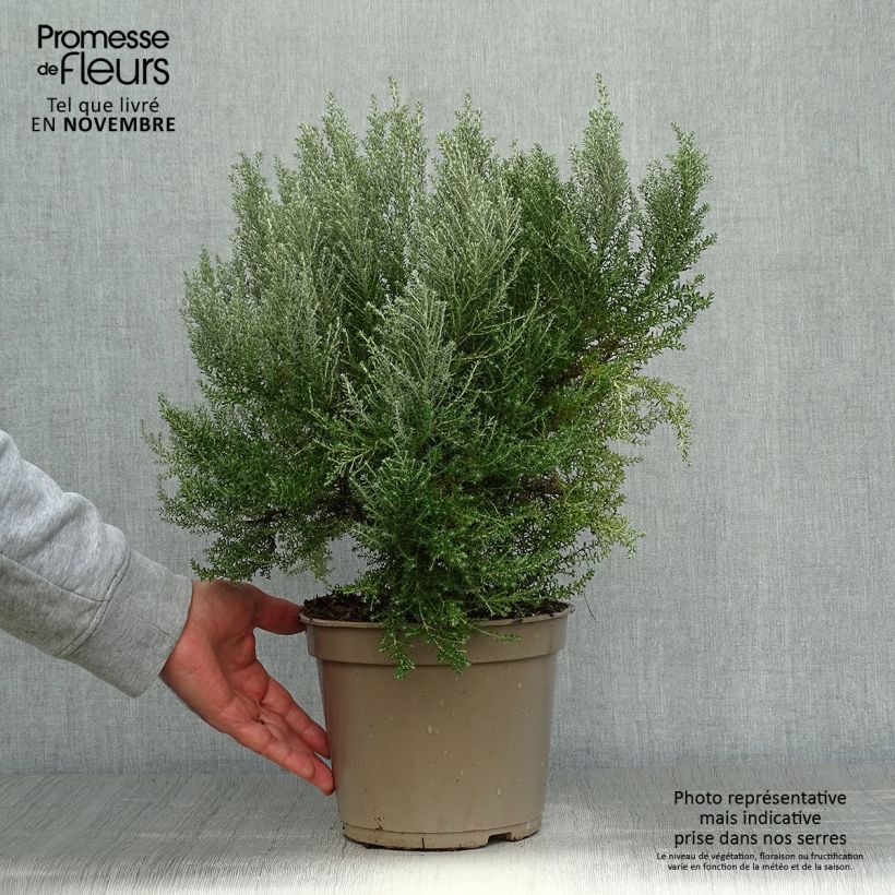 Amostra de Cassinia retorta Ward Silver Vaso de 3 L/4 L tal como entregue no outono