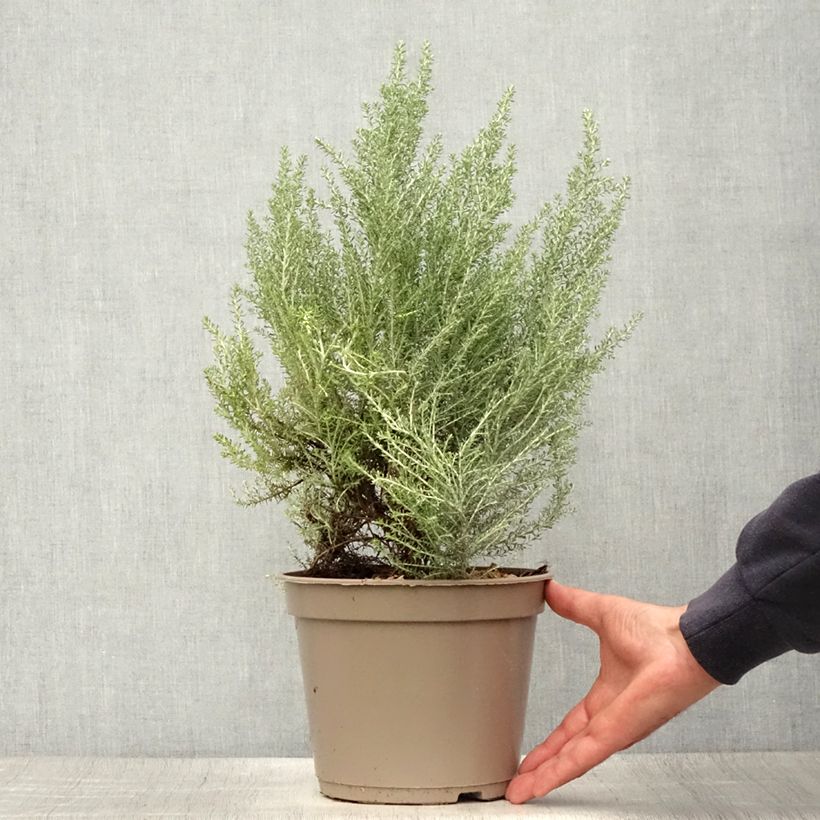 Amostra de Cassinia retorta Ward Silver Vaso de 3 L/4 L tal como entregue no verão