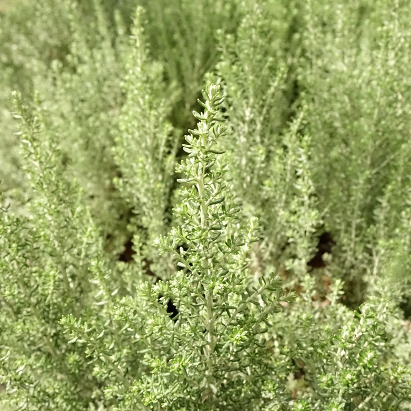 Cassinia retorta Ward Silver (Folhagem)