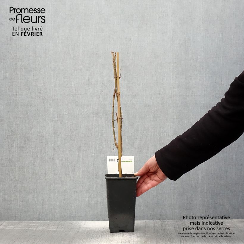 Amostra de Groselheira-preta (Cássis) Ben Nevis Vaso de 1,5 L/2 L, Arbusto tal como entregue no inverno