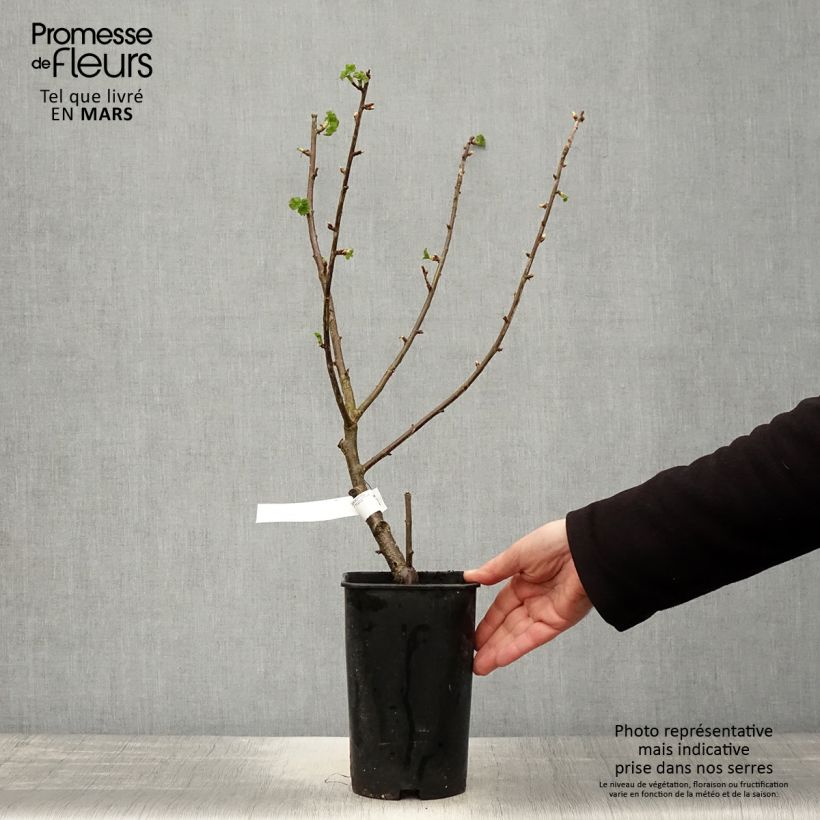 Amostra de Groselheira-preta (Cássis) Black Down Vaso de 2 L/3 L tal como entregue na primavera