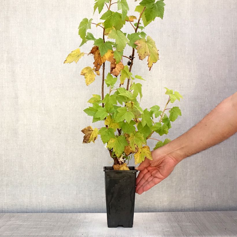 Amostra de Groselheira-preta (Cássis) Black Down Vaso de 1 L/1,5 L, Arbusto tal como entregue no verão