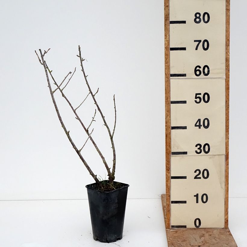 Amostra de Cassissier Black Down Vaso de 2 L/3 L tal como entregue no inverno