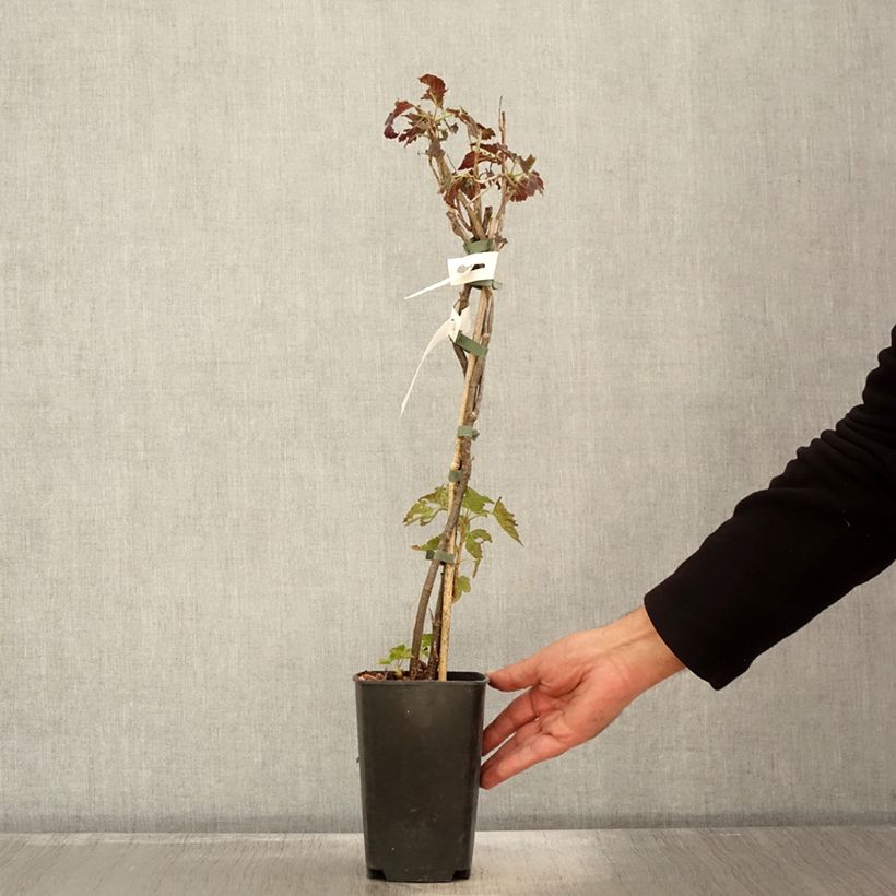 Amostra de Cassissier Black'n Red Premiere - Ribes nigrum Pot de 1,5L/2L, Buisson tal como entregue no outono