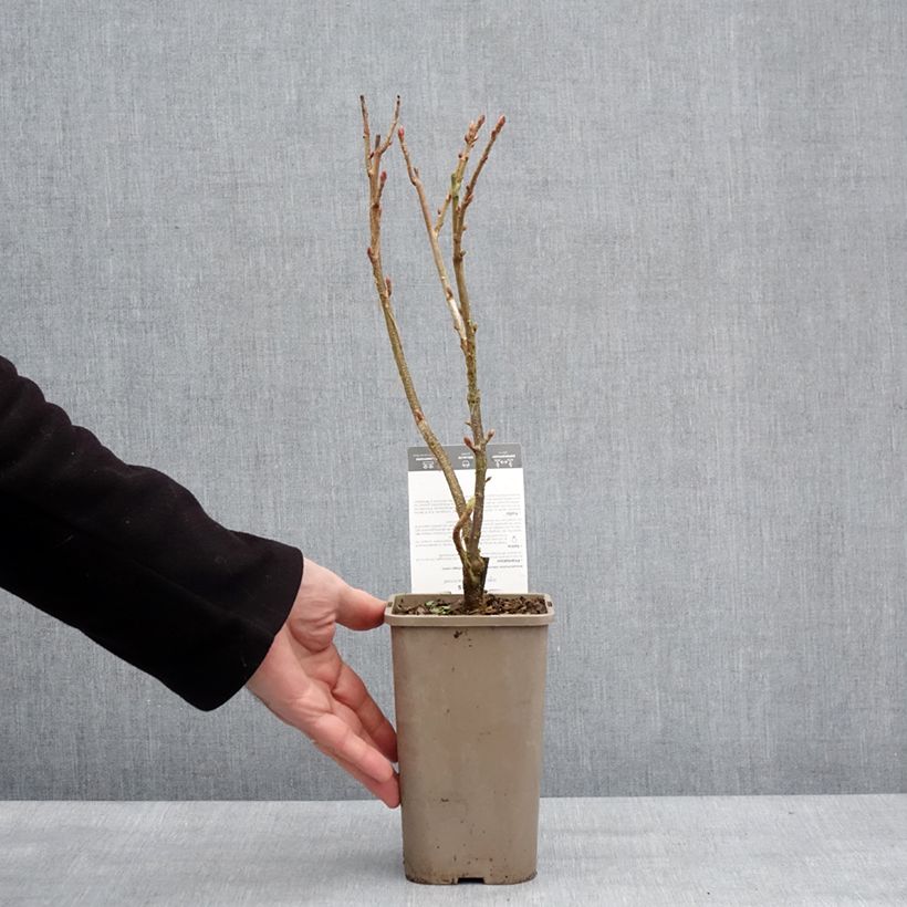 Amostra de Cassissier Black'n Red Premiere - Ribes nigrum Pot de 1,5L/2L, Buisson tal como entregue no inverno