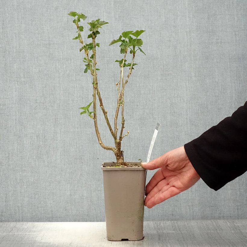 Amostra de Groselheira-preta (Cássis) Blackn Red Premiere Vaso de 1,5 L/2 L, Arbusto tal como entregue na primavera