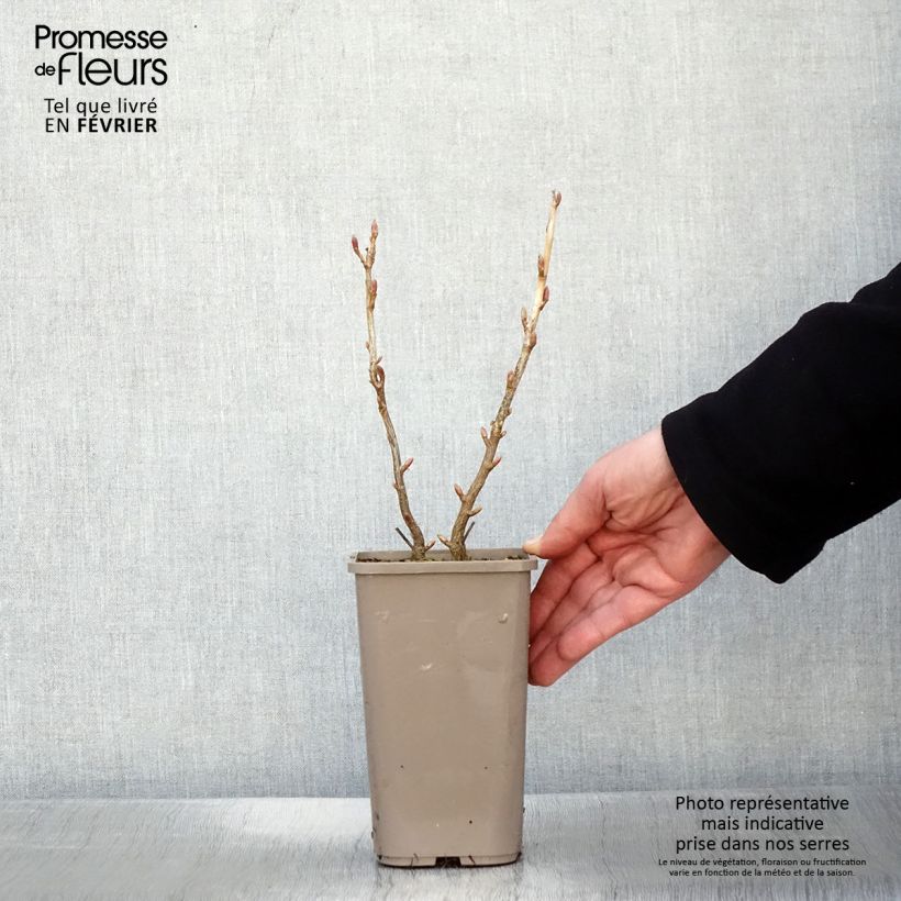 Amostra de Cassissier Cassissima Blackbells Vaso de 1,5 L/2 L tal como entregue no inverno