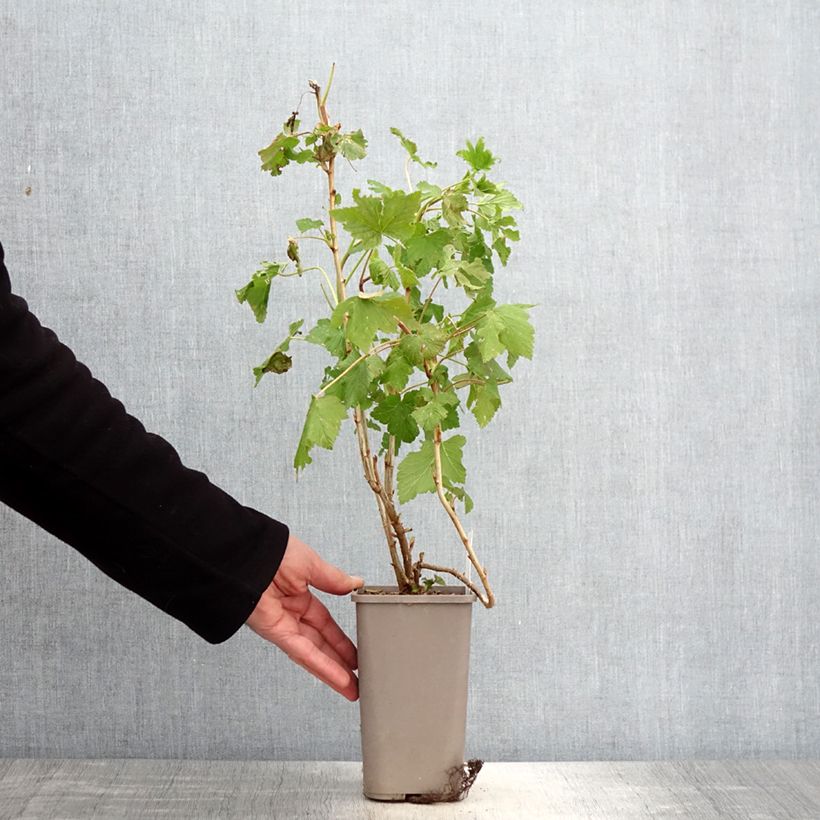 Amostra de Groselheira-preta (Cássis) Cassissima Blackbells Vaso de 1,5 L/2 L tal como entregue na primavera