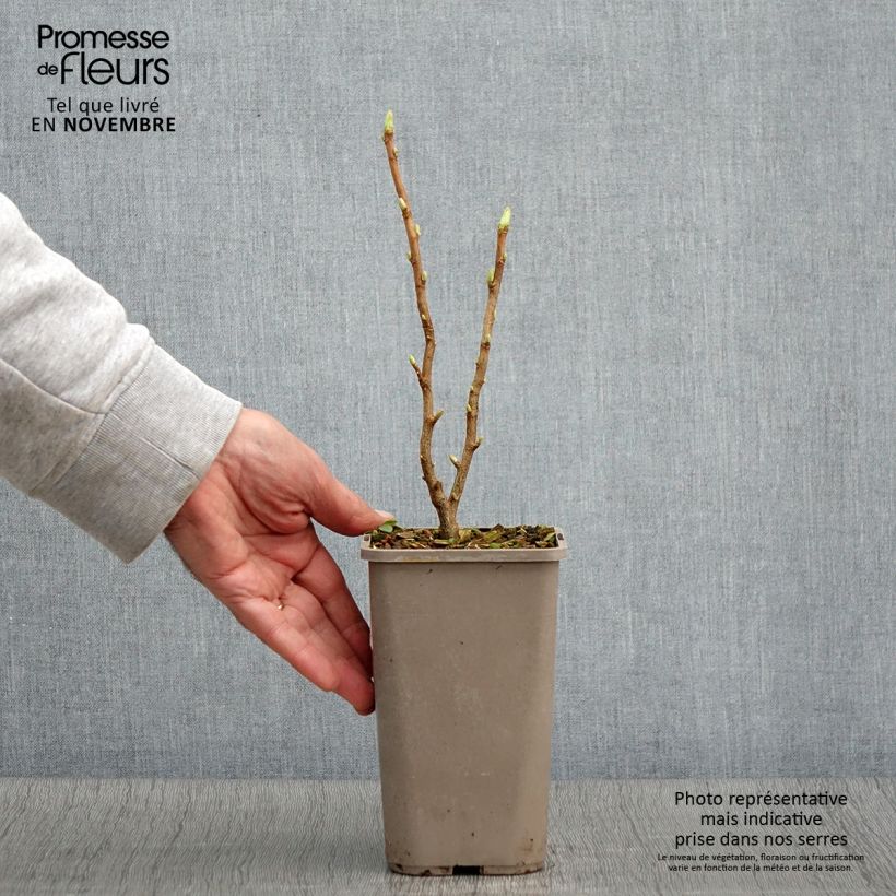 Amostra de Cassissier Cassissima Green Life Pot de 1,5L/2L tal como entregue no outono