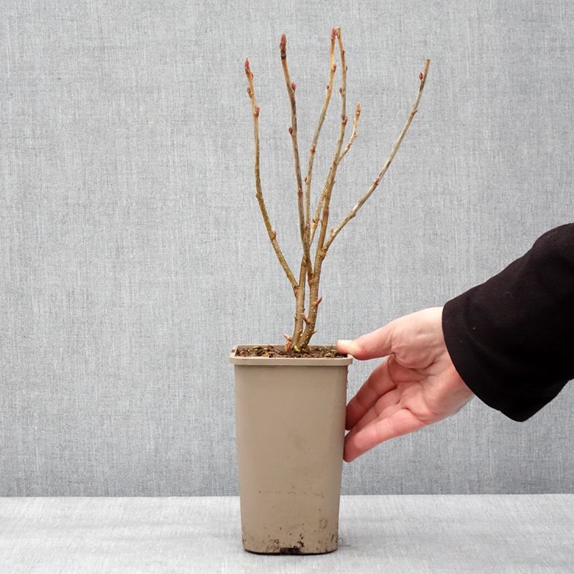 Amostra de Cassissier Cassissima Green Life Vaso de 1,5 L/2 L tal como entregue no inverno