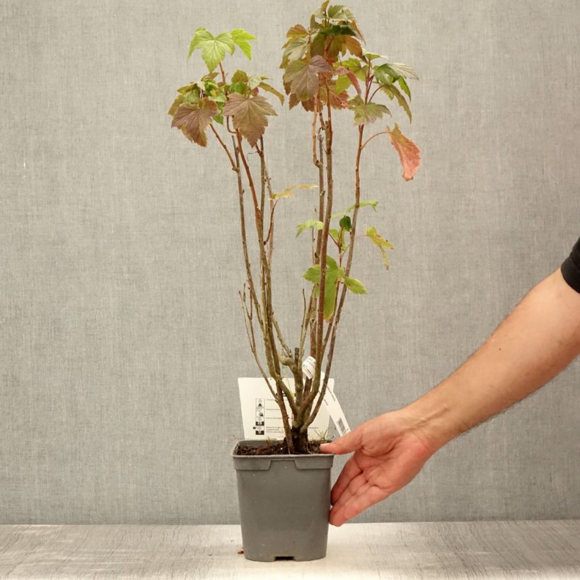 Amostra de Groselheira-preta (Cássis) Delbard Robusta Vaso de 2 L/3 L tal como entregue no verão