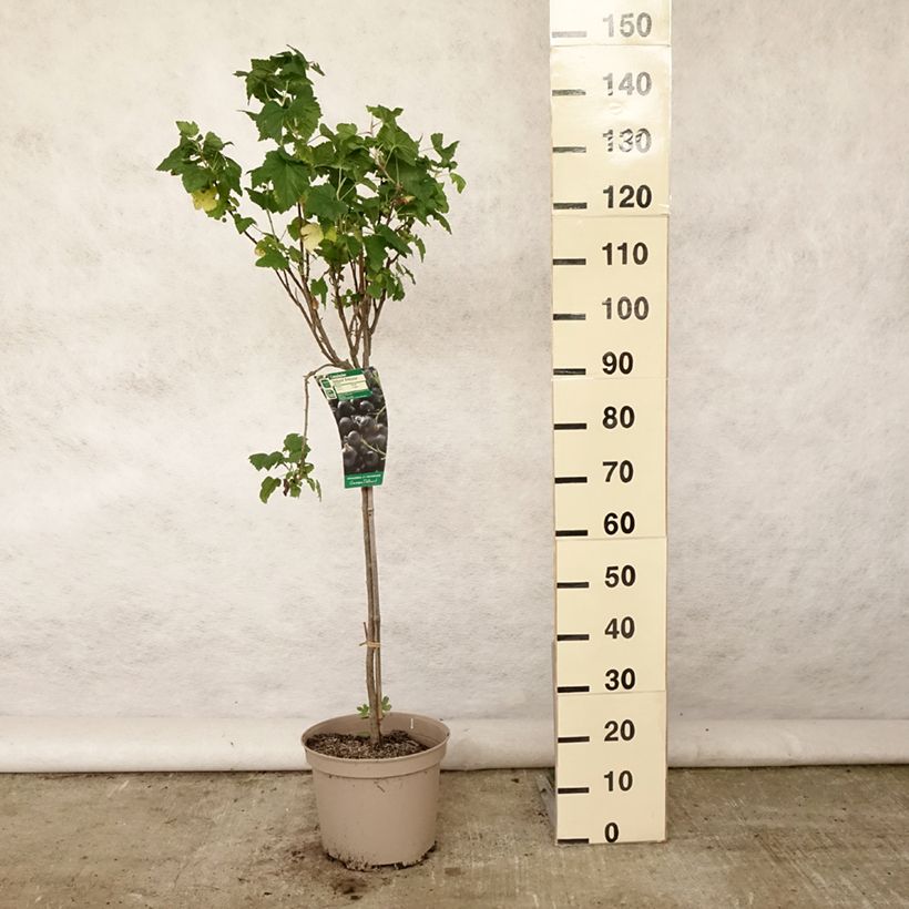 Amostra de Groselheira-preta (Cássis) Delbard Robusta Vaso de 7,5 L/10 L, 1/4 de haste tal como entregue no verão