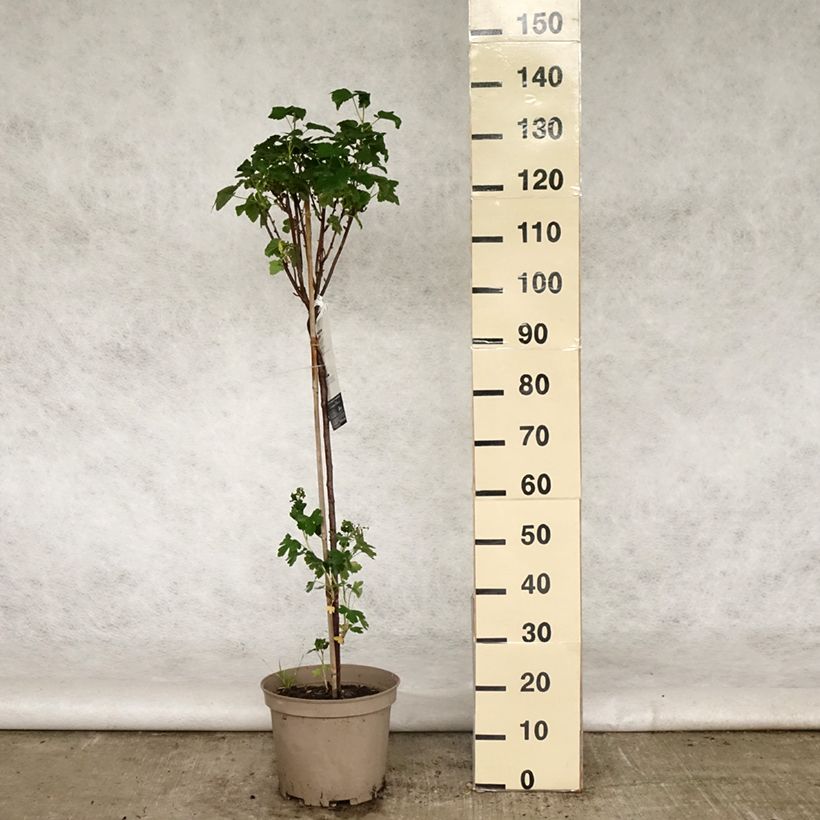 Amostra de Groselheira-preta (Cássis) Delbard Robusta Vaso de 7,5 L/10 L, 1/4 de haste tal como entregue na primavera