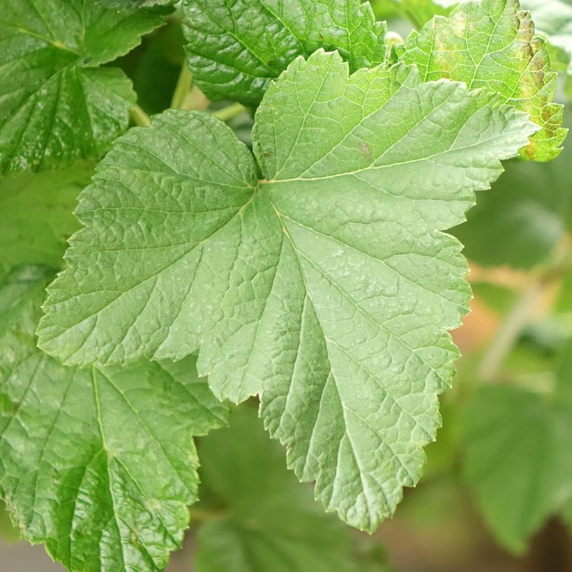 Groselheira-preta (Cássis) Delbard Robusta (Folhagem)