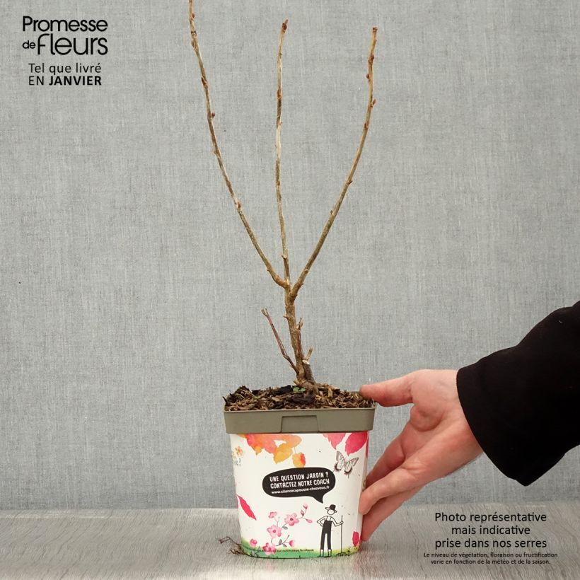 Amostra de Cassissier Neva  Vaso de 2 L/3 L, Arbusto tal como entregue no inverno