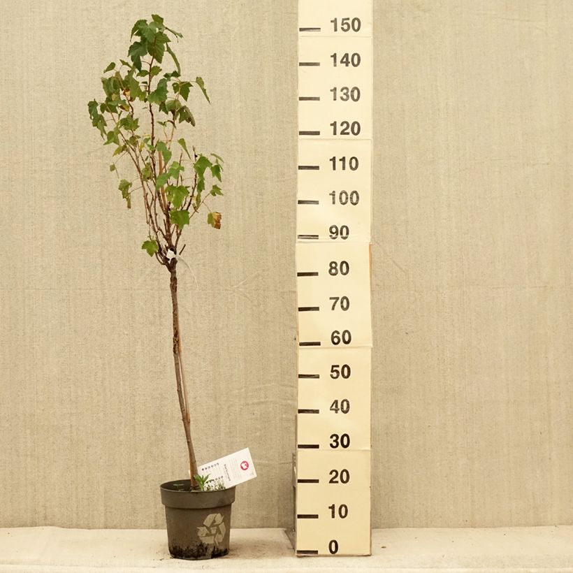 Amostra de Groselheira-preta (Cássis) Ojebyn Vaso de 6 L/7 L, Haste tal como entregue no verão