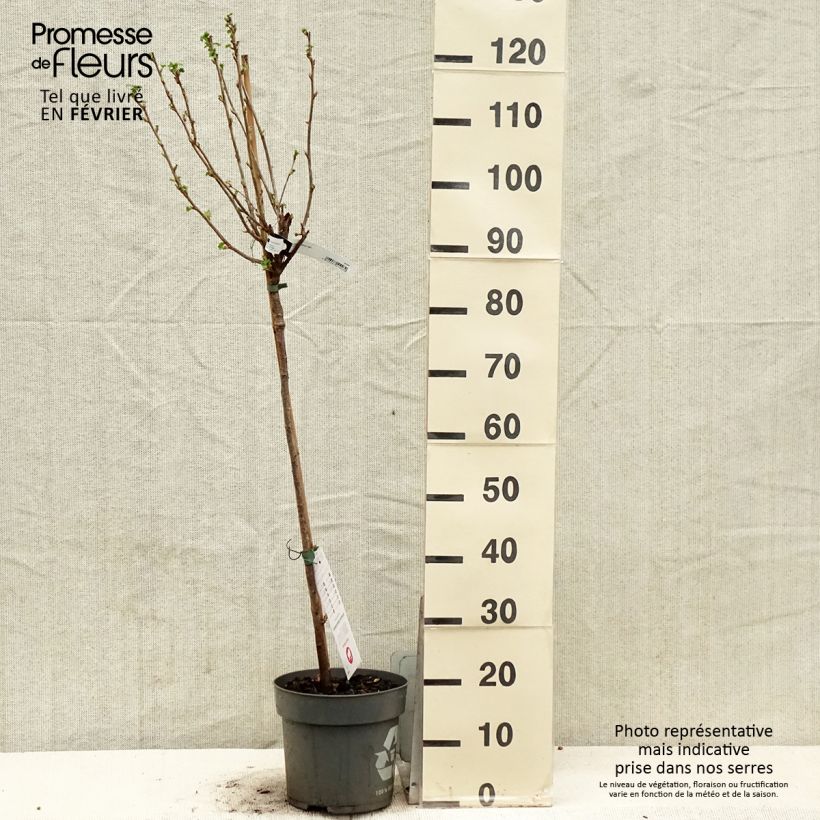 Amostra de Cassissier Ojebyn - Ribes nigrum Vaso de 6 L/7 L tal como entregue no inverno