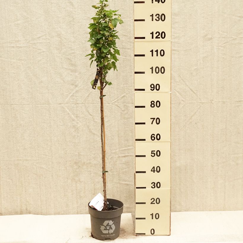 Amostra de Groselheira-preta (Cássis) Ojebyn Vaso de 6 L/7 L, Haste tal como entregue na primavera