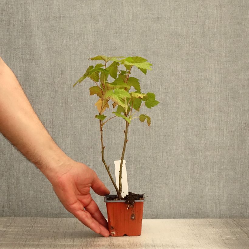 Amostra de Groselheira-preta (Cássis) Titania Vaso de 8/9 cm tal como entregue na primavera