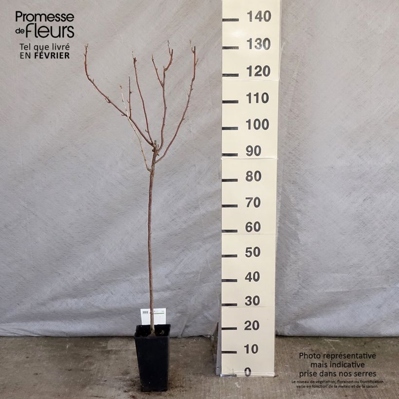 Amostra de Cassissier Titania Vaso de 1,5 L/2 L tal como entregue no inverno