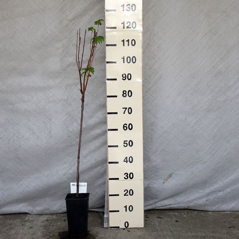 Amostra de Groselheira-preta (Cássis) Titania Vaso de 1,5 L/2 L, Haste tal como entregue na primavera