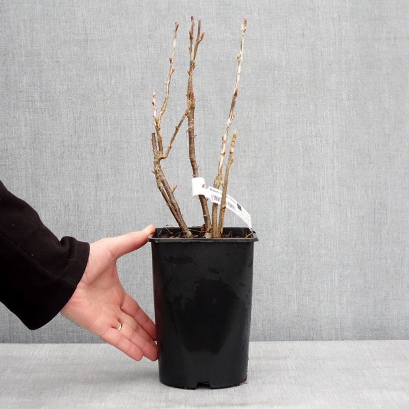 Amostra de Cassissier Triton Vaso de 2 L/3 L, Tufo tal como entregue no inverno