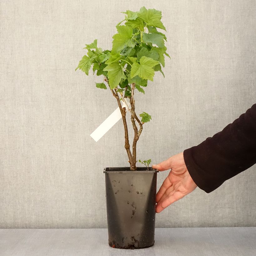 Amostra de Groselheira-preta (Cássis) Triton Vaso de 2 L/3 L, Tufo tal como entregue na primavera