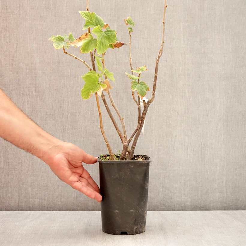 Amostra de Groselheira-preta (Cássis) Triton Vaso de 2 L/3 L, Tufo tal como entregue no verão