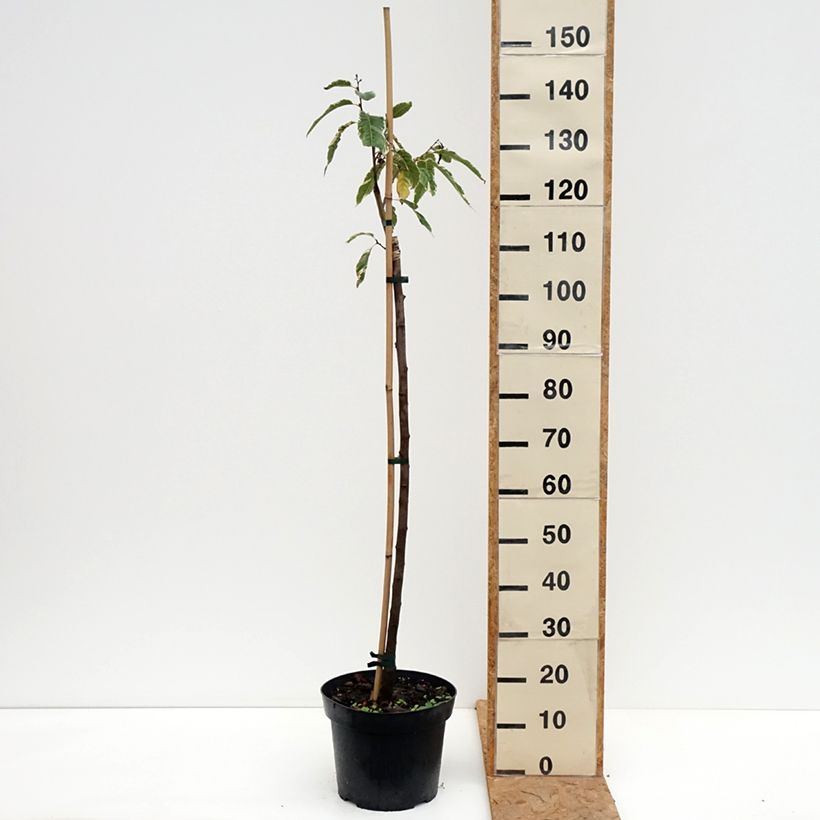 Amostra de Castanea sativa Albomarginata Vaso de 7,5 L/10 L tal como entregue no outono