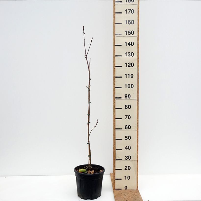 Amostra de Castanea sativa Aspleniifolia Vaso de 7,5 L/10 L, Haste tal como entregue no outono