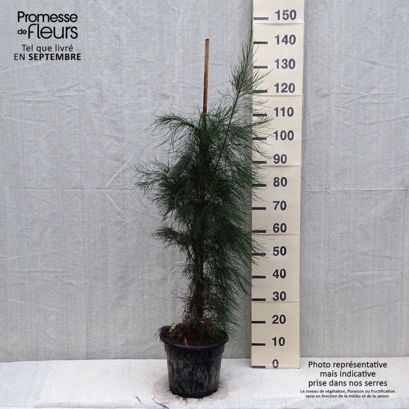 Amostra de Casuarina equisetifolia Vaso de 7,5 L/10 L tal como entregue no outono