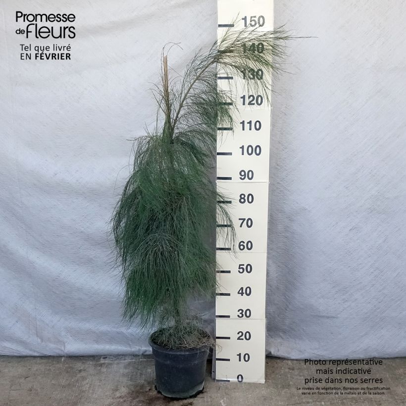 Amostra de Casuarina equisetifolia - Filao, Pin australien Pot de 7,5L/10L tal como entregue no inverno