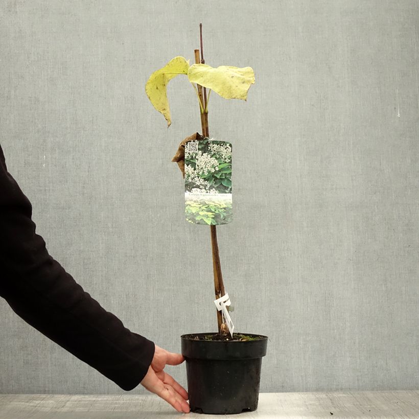 Amostra de Catalpa bignonioides Aurea Vaso de 2 L/3 L tal como entregue no outono