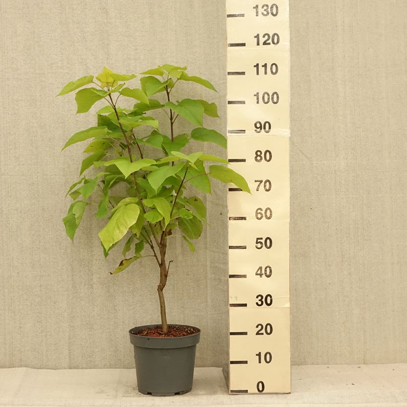 Amostra de Catalpa bignonioides Aurea Vaso de 4 L/5 L tal como entregue no verão