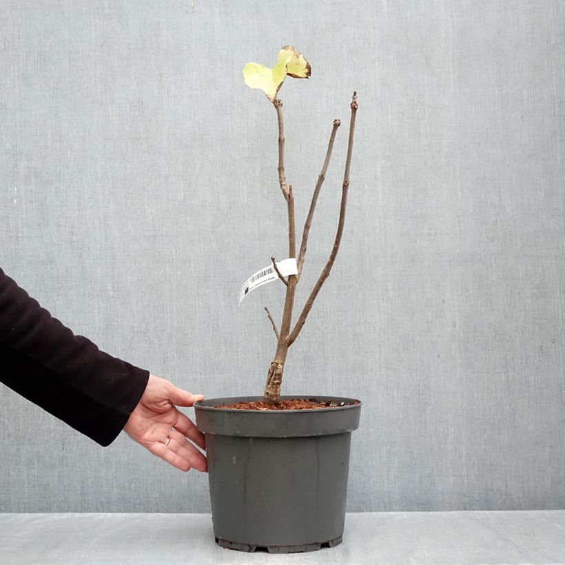 Amostra de Catalpa bignonioides Aurea Vaso de 4 L/5 L tal como entregue no outono