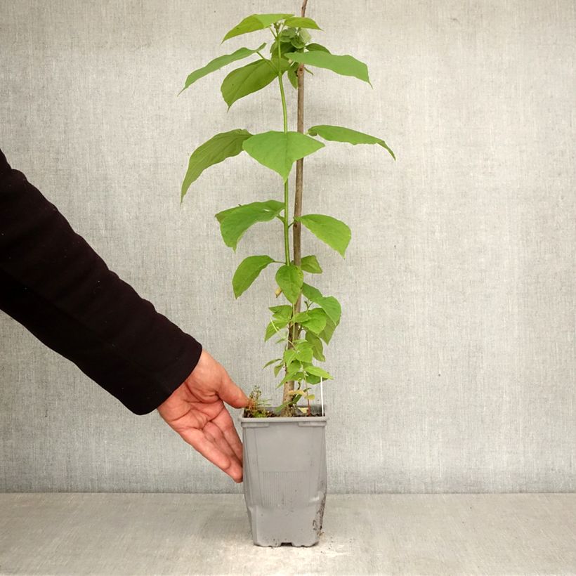 Amostra de Catalpa bignonioides Vaso de 12 cm/13 cm, Brasão tal como entregue na primavera