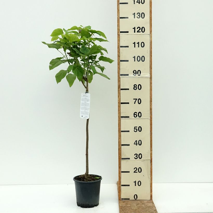 Amostra de Catalpa bignonioides Nana Vaso de 3 L/4 L, Haste tal como entregue no verão
