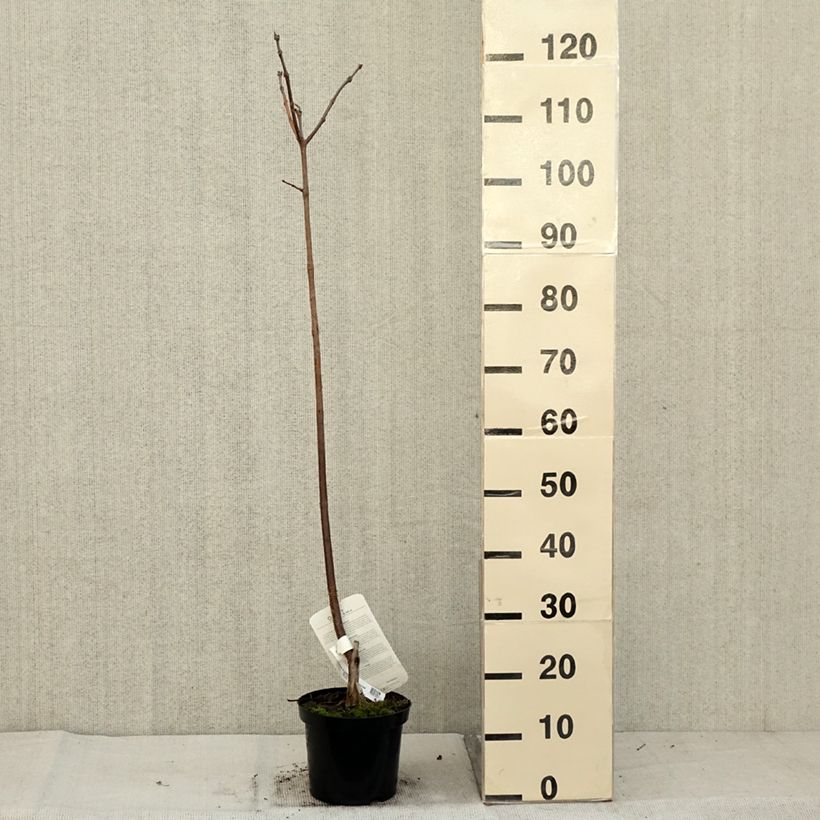 Amostra de Catalpa erubescens Purpurea Vaso de 3 L/4 L tal como entregue no outono