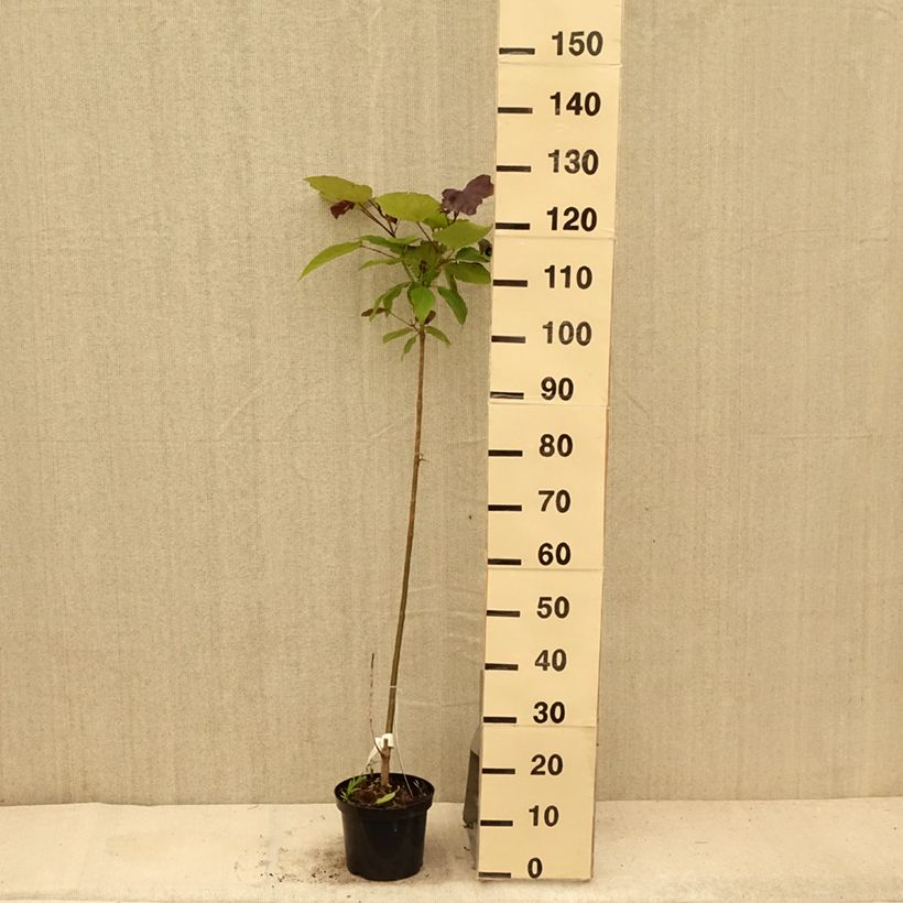 Amostra de Catalpa erubescens Purpurea Vaso de 3 L/4 L tal como entregue no verão