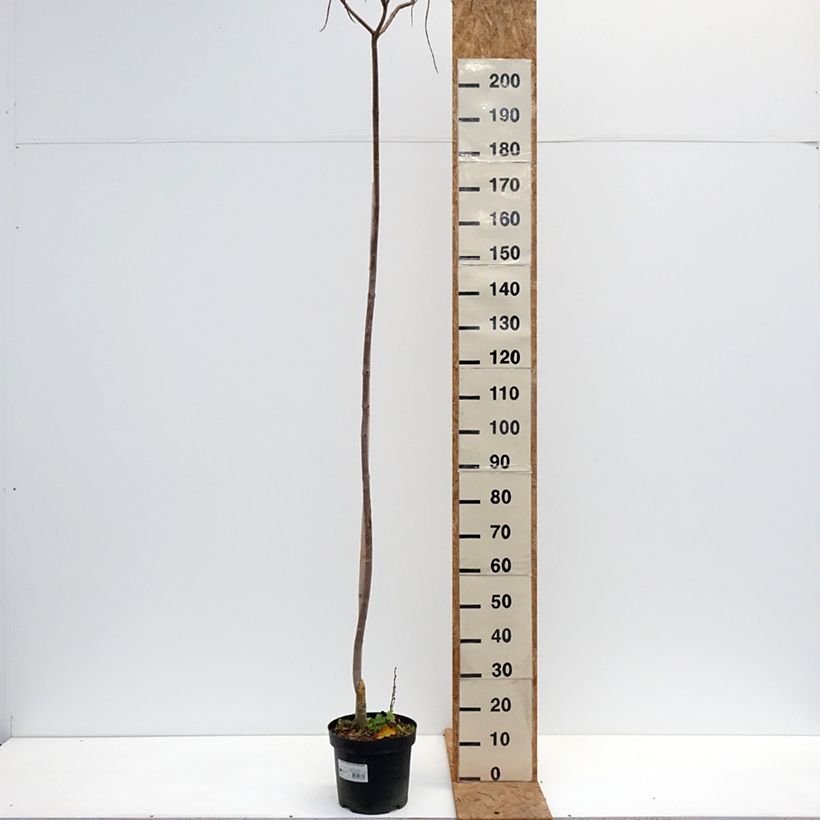 Amostra de Catalpa ovata Slender Silhouette Vaso de 7,5 L/10 L tal como entregue no outono