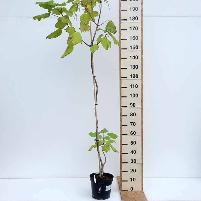 Amostra de Catalpa ovata Slender Silhouette Vaso de 7,5 L/10 L tal como entregue no verão