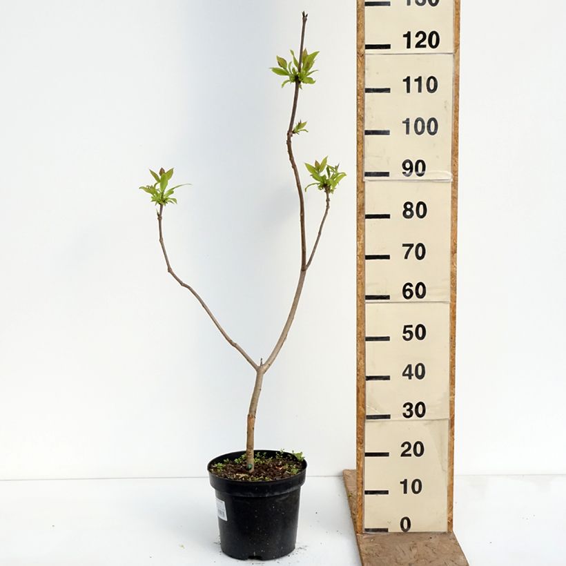 Amostra de Catalpa ovata Slender Silhouette Vaso de 7,5 L/10 L tal como entregue na primavera