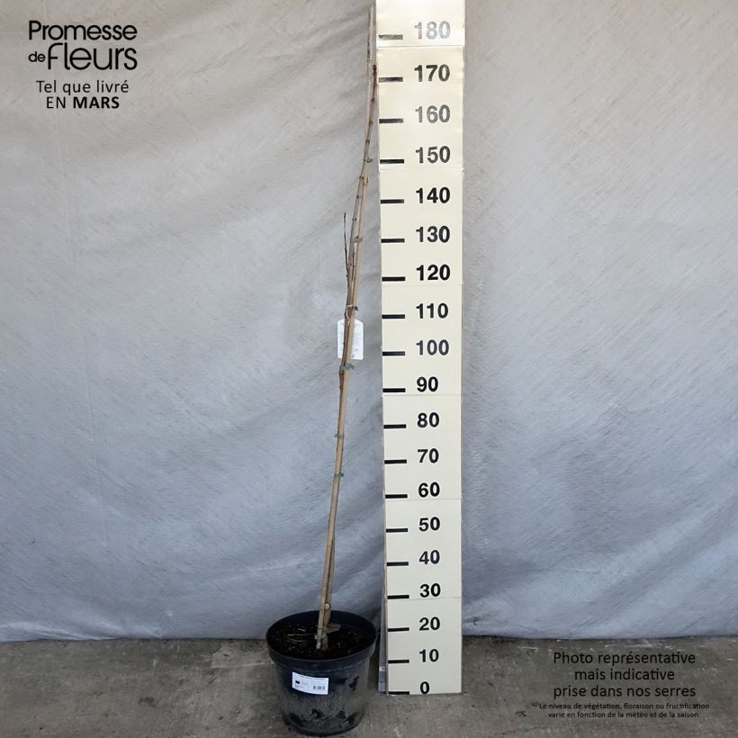 Amostra de Catalpa speciosa Pulverulenta Vaso de 7,5 L/10 L tal como entregue na primavera