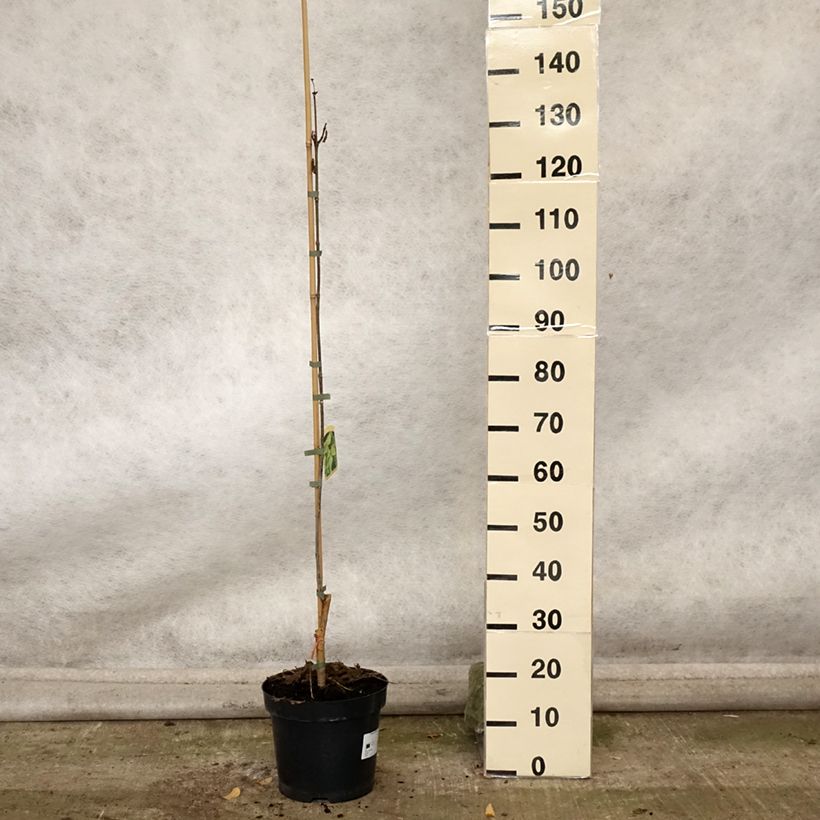 Amostra de Catalpa speciosa Pulverulenta Vaso de 7,5 L/10 L tal como entregue no outono