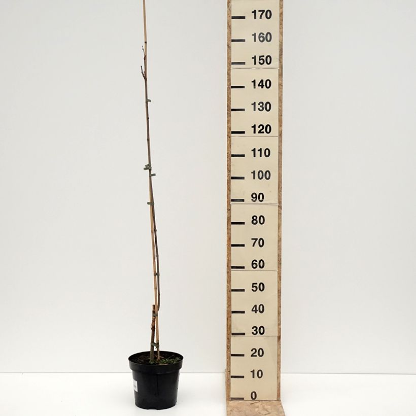 Amostra de Catalpa speciosa Pulverulenta - Catalpa élégant Vaso de 7,5 L/10 L tal como entregue no inverno