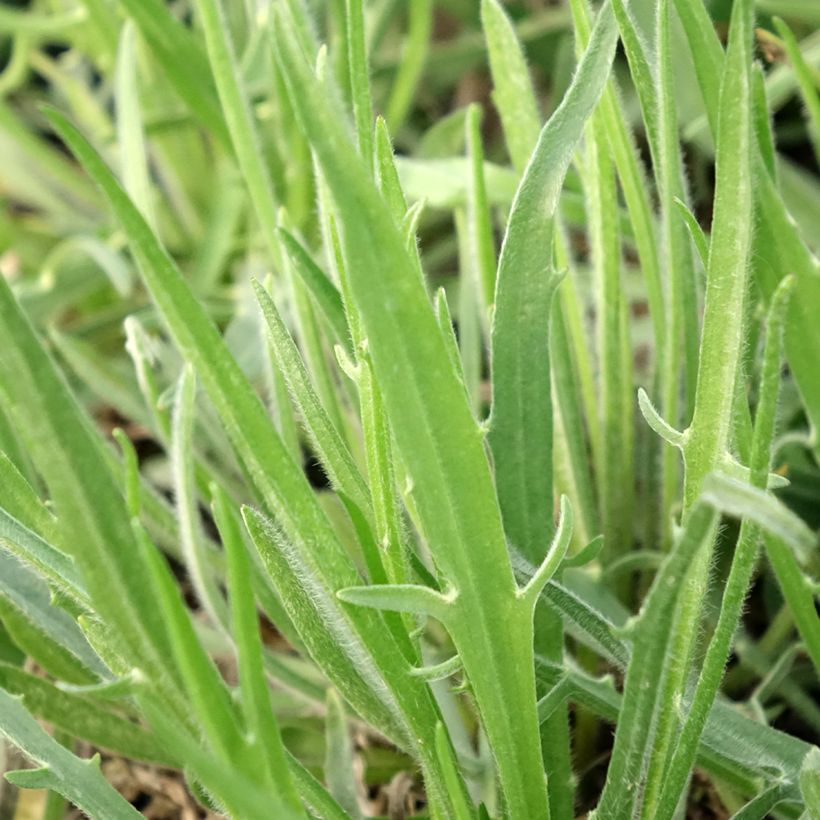 Dardo-de-cupido Alba - Catananche caerulea (Folhagem)