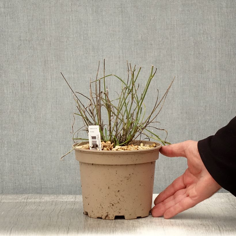 Amostra de Catananche caerulea Vaso de 2 L/3 L tal como entregue no outono